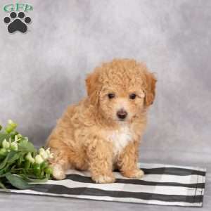 Heidi, Bich-Poo Puppy